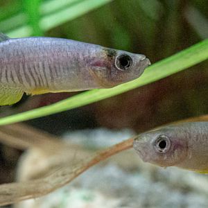 Valencia robertae : Whipsnade : 06 Sep 2019