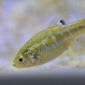 Cyprinodon longidorsalis : Whipsnade : 06 Sep 2019