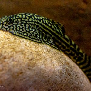 Sewellia lineolata : Whipsnade : 06 Sep 2019