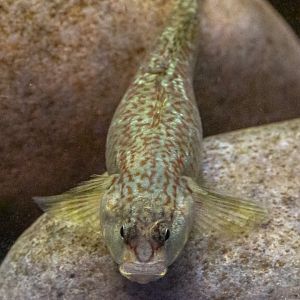 Rhinogobius duospilus : Whipsnade : 06 Sep 2019