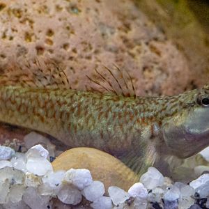 Rhinogobius duospilus : Whipsnade : 06 Sep 2019