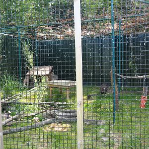 Jungle cat exhibit (Now caracal exhibit), 2019-06-01