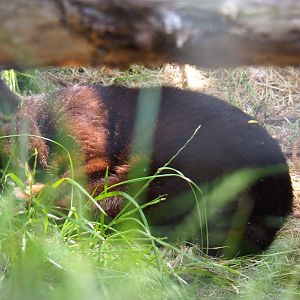 Black jungle cat (Felis chaus) Moos (Deceased July 2019), 2019-06-01