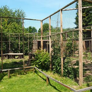 Silver fox exhibit, 2019-06-01