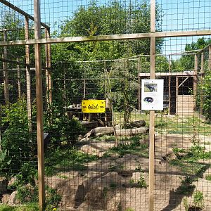 Silver fox exhibit, 2019-06-01