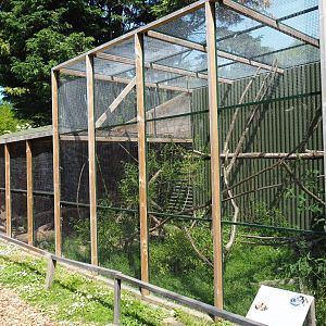 Tiger genet exhibit, 2019-06-01