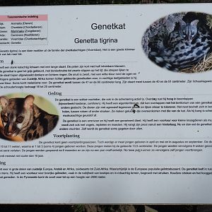 Tiger genet sign - From Wikipedia? - 2019-06-01