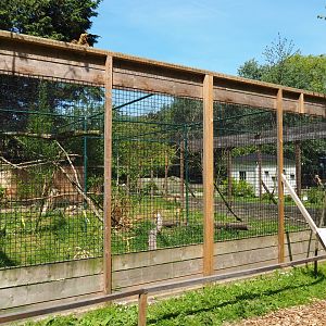 Serval exhibit, 2019-06-01