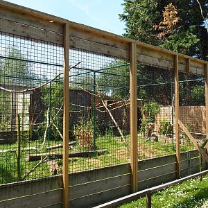 Serval exhibit, 2019-06-01