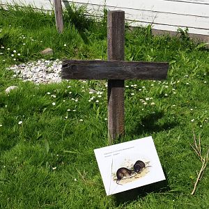 Extinct marsupials graveyard - Memorial broad-faced potoroo, 2019-06-01