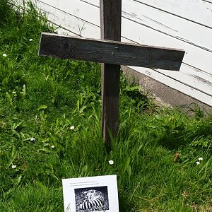 Extinct marsupials graveyard - Memorial thylacine, 2019-06-01