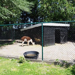 Alpaca and common fallow deer barn and hardstand, 2019-06-01