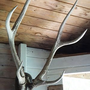 Sika deer antlers (Cervus nippon), 2019-06-01