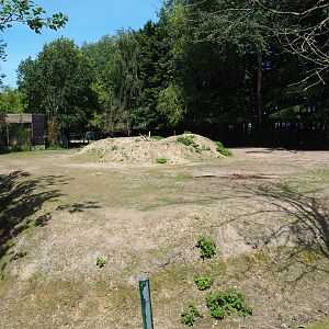 Alpaca and Common fallow deer paddock, 2019-06-01