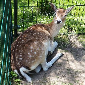 Common fallow deer (Dama dama), 2019-06-01