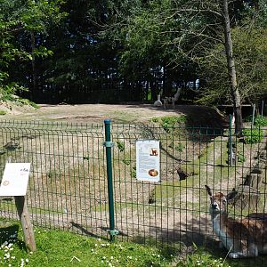 Alpaca and Common fallow deer paddock, 2019-06-01