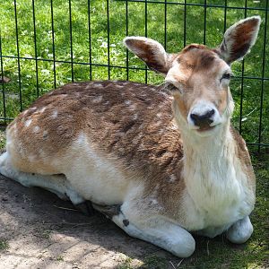 Common fallow deer (Dama dama), 2019-06-01
