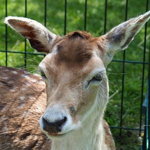 Common fallow deer (Dama dama), 2019-06-01