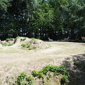 Alpaca and common fallow deer paddock, 2019-06-01