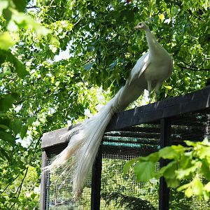 White peafowl (Pavo cristatus), 2019-06-01
