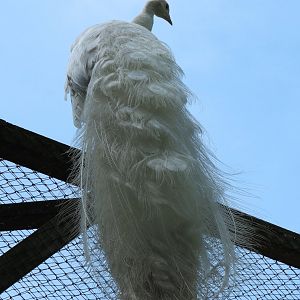 White peafowl (Pavo cristatus), 2019-06-01