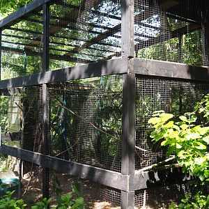 Eastern rosella aviary, 2019-06-01