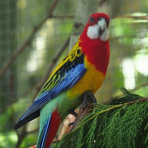 Eastern rosella (Platycercus eximius), 2019-06-01