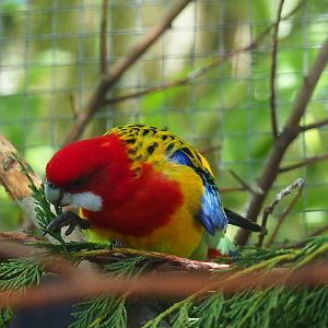 Eastern rosella (Platycercus eximius), 2019-06-01