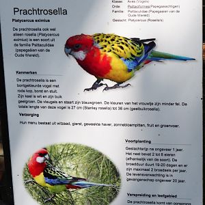Sign Eastern rosella, 2019-06-01