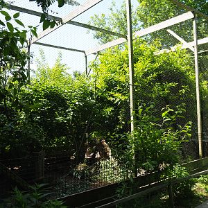 Parma wallaby - Crested pigeon - Laughing kookaburra aviary, 2019-06-01