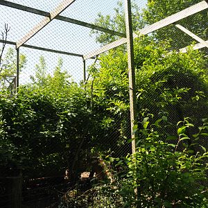 Parma wallaby - Crested pigeon - Laughing kookaburra aviary, 2019-06-01