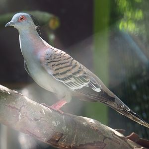 Crested pigeon (Ocyphaps lophotes), 2019-06-01