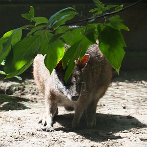 Parma wallaby (Macropus parma), 2019-06-01