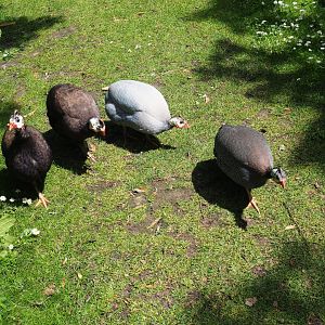Free-roaming helmeted guineafowl (Numida meleagris), 2019-06-01