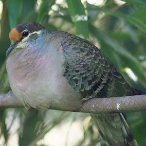 Common bronzewing (Phaps chalcoptera), 2019-06-01