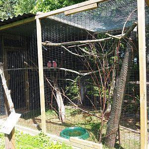 Galah aviary, 2019-06-01