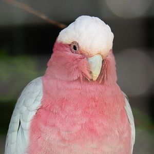 Galah (Eolophus roseicapilla), 2019-06-01