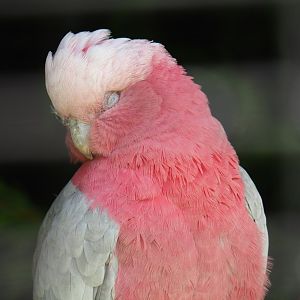 Sleepy Galah (Eolophus roseicapilla), 2019-06-01