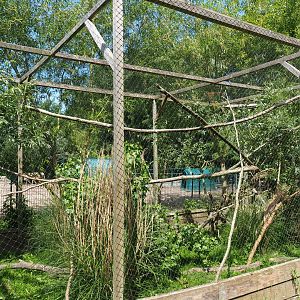 Barn owl - Silver pheasant aviary, 2019-06-01