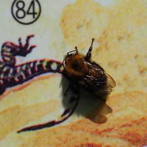 Wild bumblebee (Species unknown) on sign, 2019-06-01