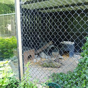 Corsac fox holding, 2019-06-01