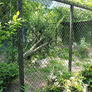 Corsac fox exhibit, 2019-06-01