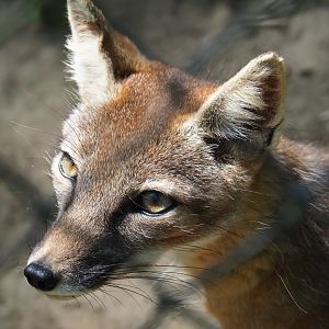 Corsac fox (Vulpes corsac), 2019-06-01