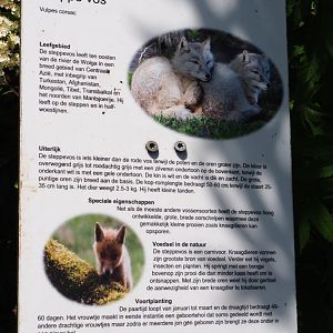 Sign Corsac fox, 2019-06-01