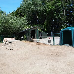 Donkey paddock, 2019-06-01