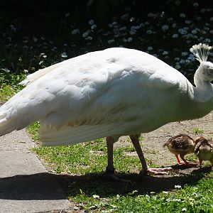 White peafowl hen with chicks (Pavo cristatus), 2019-06-01