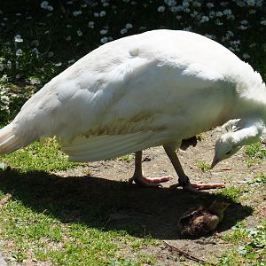 White peafowl hen with chicks (Pavo cristatus), 2019-06-01