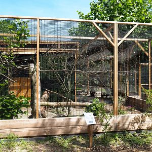 Purple-crested turaco aviary, 2019-06-01
