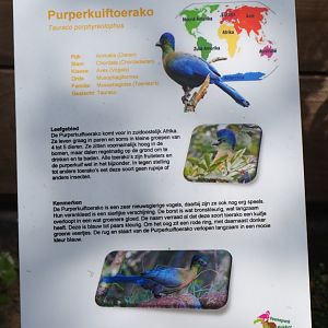 Sign purple-crested turaco, 2019-06-01