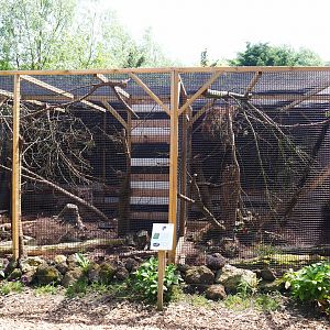 Siberian weasel exhibits, 2019-06-01